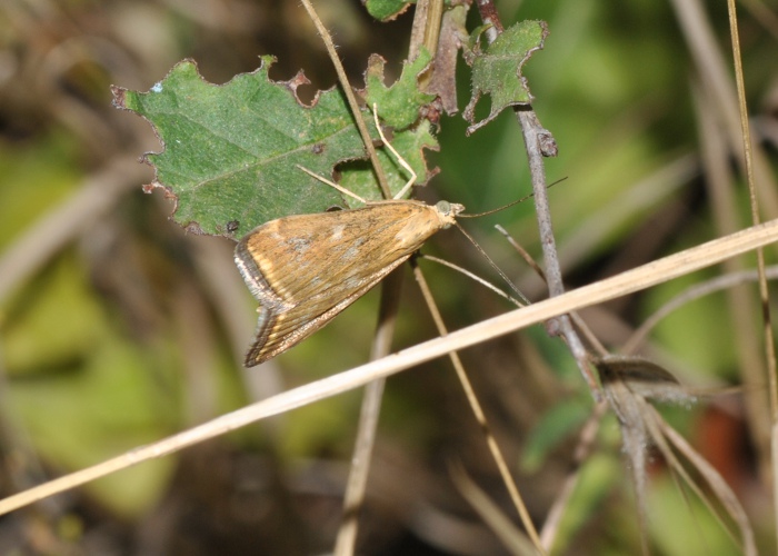 Determinazione - Loxostege sticticalis, Crambidae